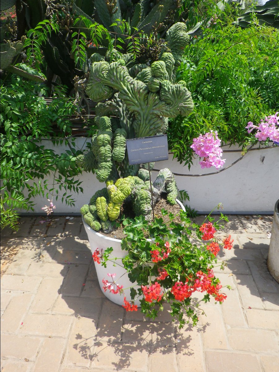 Museo Larco06